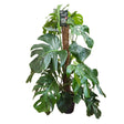Monstera deliciosa with Mosspole Houseplant - 24cm Pot - Old Railway Line Garden Centre