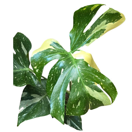 Monstera 'Thai Constellation' Housplant - 14cm Pot - Old Railway Line Garden Centre