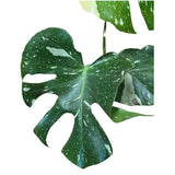 Monstera 'Thai Constellation' Housplant - 14cm Pot - Old Railway Line Garden Centre