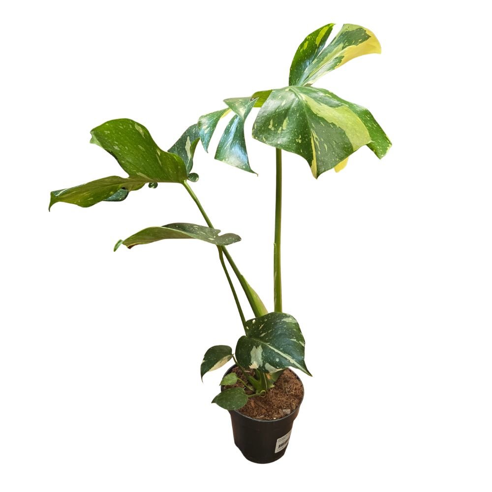 Monstera 'Thai Constellation' Housplant - 14cm Pot - Old Railway Line Garden Centre