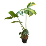 Monstera 'Thai Constellation' Housplant - 14cm Pot - Old Railway Line Garden Centre
