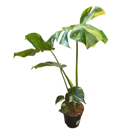 Monstera 'Thai Constellation' Housplant - 14cm Pot - Old Railway Line Garden Centre