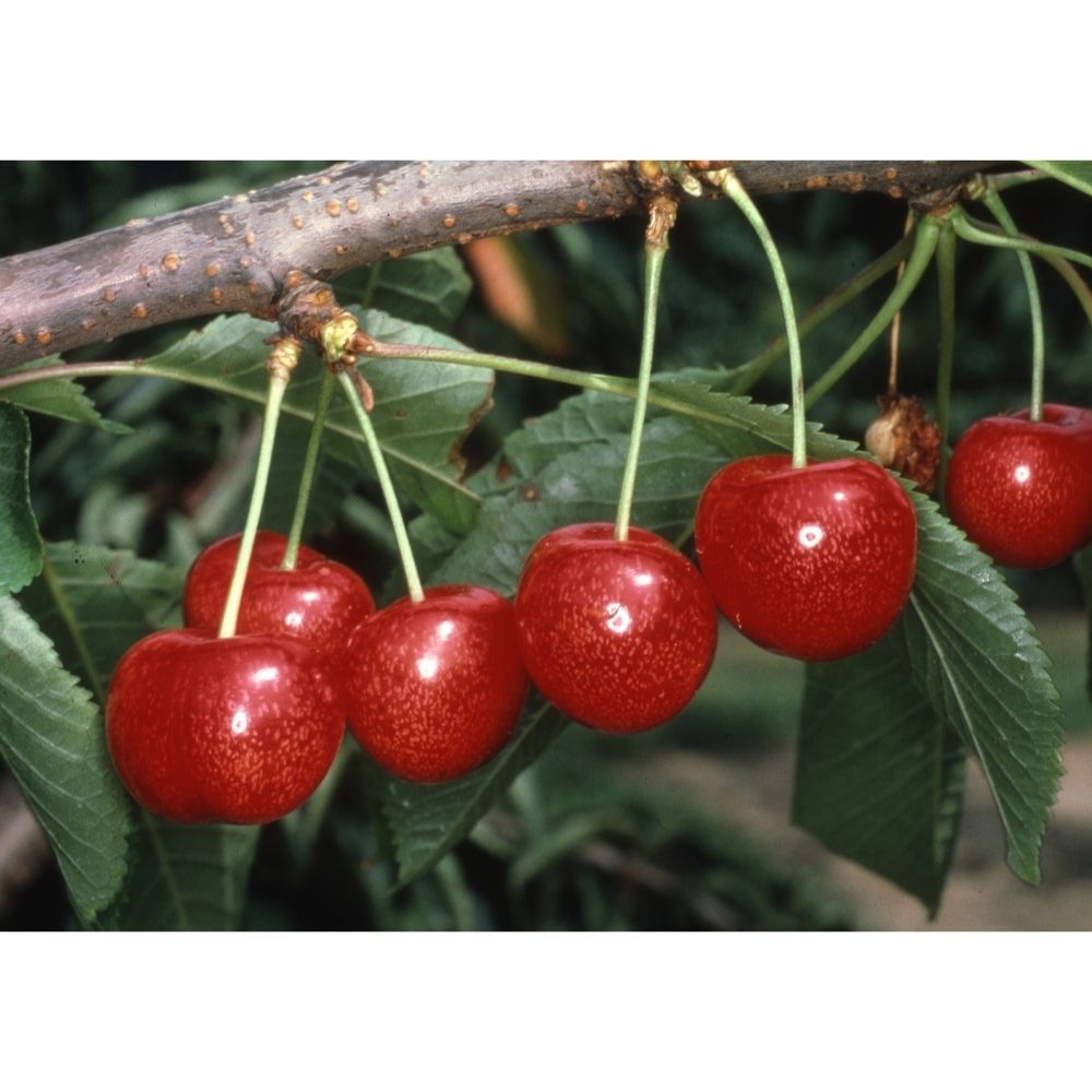 Cherry Tree 'Morello' Half-Standard 12Ltr Pot
