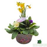 Mother's Day Primrose & Daffodil - Butterfly Bowl 19cm - Old Railway Line Garden Centre