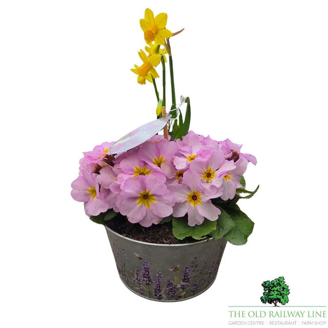 Mother's Day Primrose & Daffodil - Lavender Bowl 19cm - Old Railway Line Garden Centre