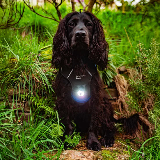 Mountain Paws Dog Safety Light - (Pack of 2)
