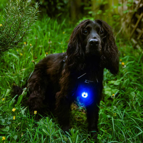 Mountain Paws Dog Safety Light - Single