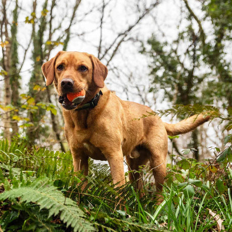 Mountain Paws Dog Tennis Balls - (Pack of 3)