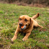 Mountain Paws Dog Tennis Balls - (Pack of 3)