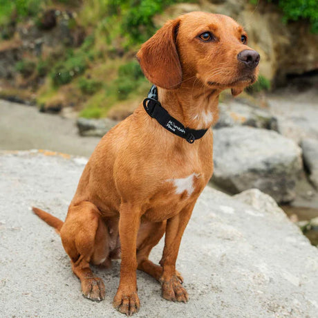 Mountain Paws Extra Tough Dog Collar - Black