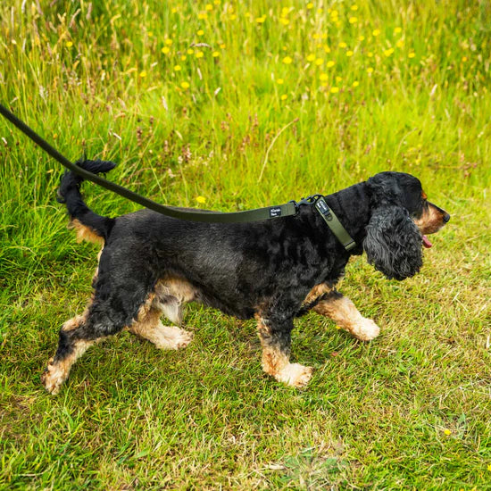 Mountain Paws Extra Tough Dog Collar - Olive