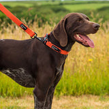 Mountain Paws Extra Tough Dog Collar - Orange