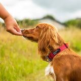 Mountain Paws Extra Tough Dog Collar - Red