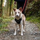 Mountain Paws 120cm Rope Dog Lead - Orange