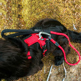 Mountain Paws 120cm Rope Dog Lead - Red