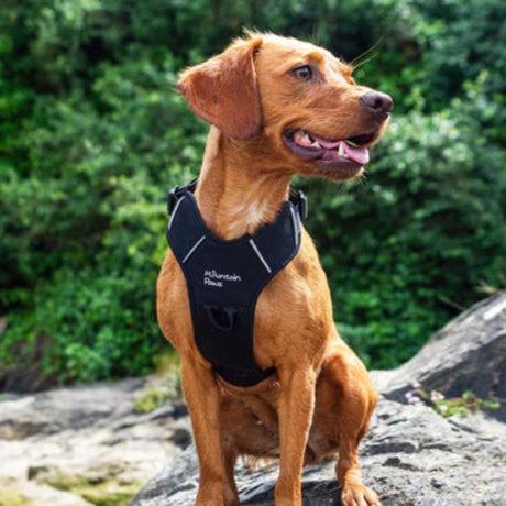 Mountain Paws XL Black Dog Harness - Old Railway Line Garden Centre