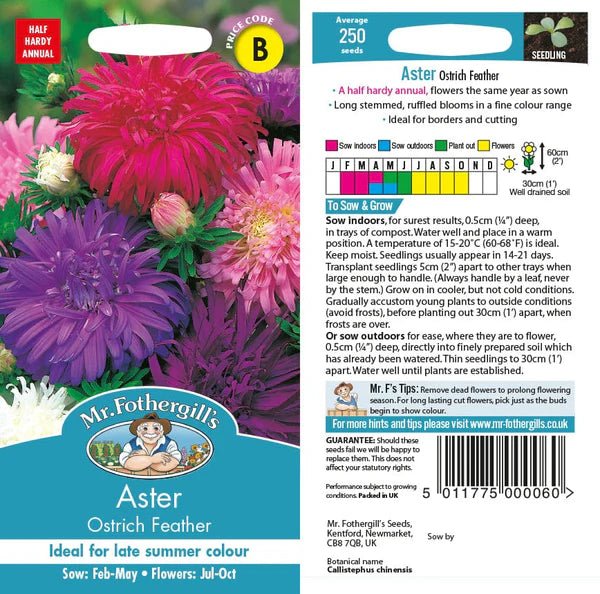 Mr Fothergills Aster Ostrich Feather Seeds - Old Railway Line Garden Centre