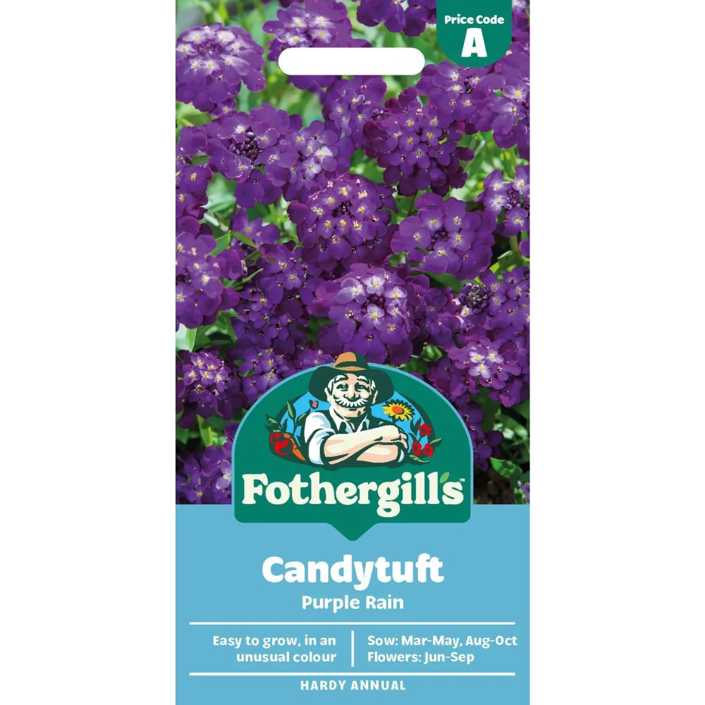Mr Fothergill's Candytuft Purple Rain Flower Seeds