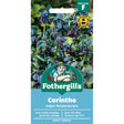 Mr Fothergills Cerinthe Major Purpurascens Seeds - Old Railway Line Garden Centre