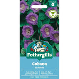 Mr Fothergill's Cobaea scandens Seeds
