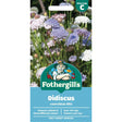Mr Fothergill's Didiscus Coeruleus Mix Seeds - Old Railway Line Garden Centre