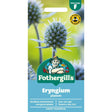 Mr Fothergill's Eryngium Planum Flower Seeds - Old Railway Line Garden Centre