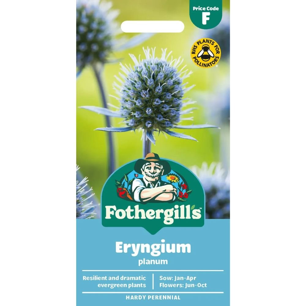 Mr Fothergill's Eryngium Planum Flower Seeds - Old Railway Line Garden Centre