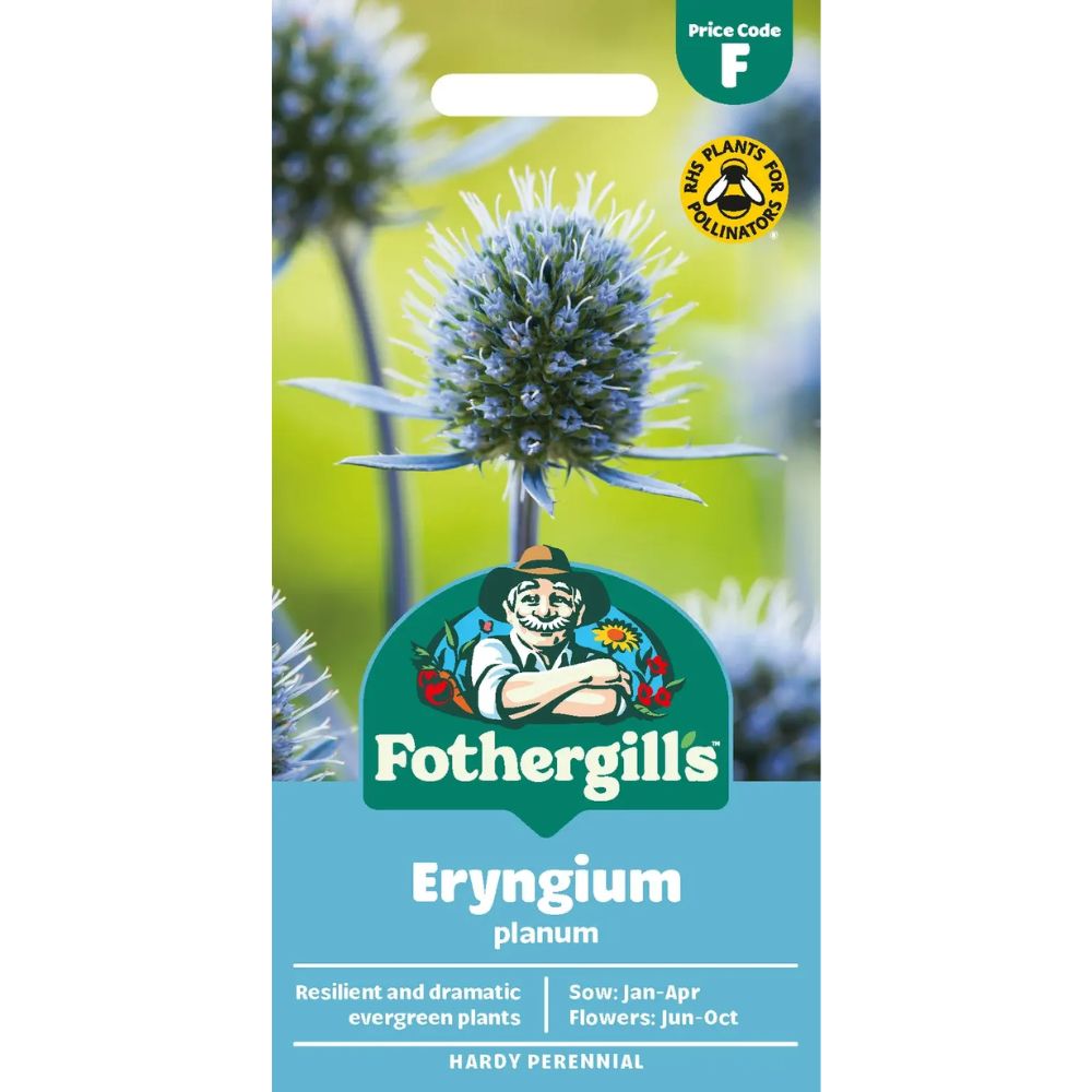 Mr Fothergill's Eryngium Planum Flower Seeds