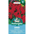 Mr Fothergills Salvia Blaze of Fire Seeds - Old Railway Line Garden Centre
