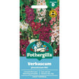Mr Fothergill's Verbascum Mixed Seeds - Old Railway Line Garden Centre