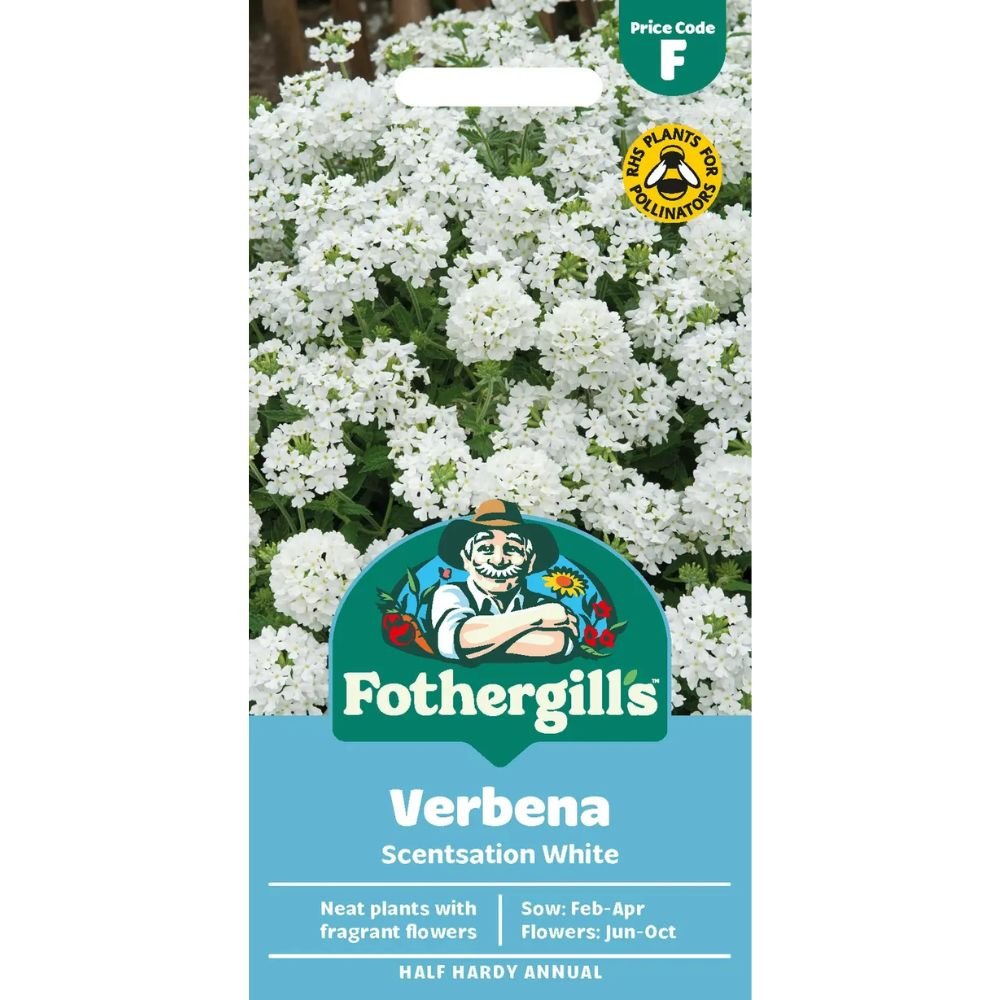 Mr Fothergill's Verbena Scentsation White Seeds - Old Railway Line Garden Centre