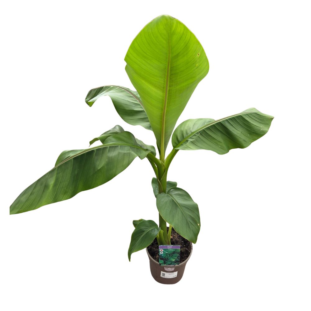 Musa Basjoo 'Japanese Banana Plant' - 3Ltr Pot