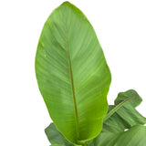 Musa Basjoo 'Japanese Banana Plant' - 3Ltr Pot - Old Railway Line Garden Centre