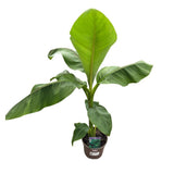 Musa Basjoo 'Japanese Banana Plant' - 3Ltr Pot - Old Railway Line Garden Centre