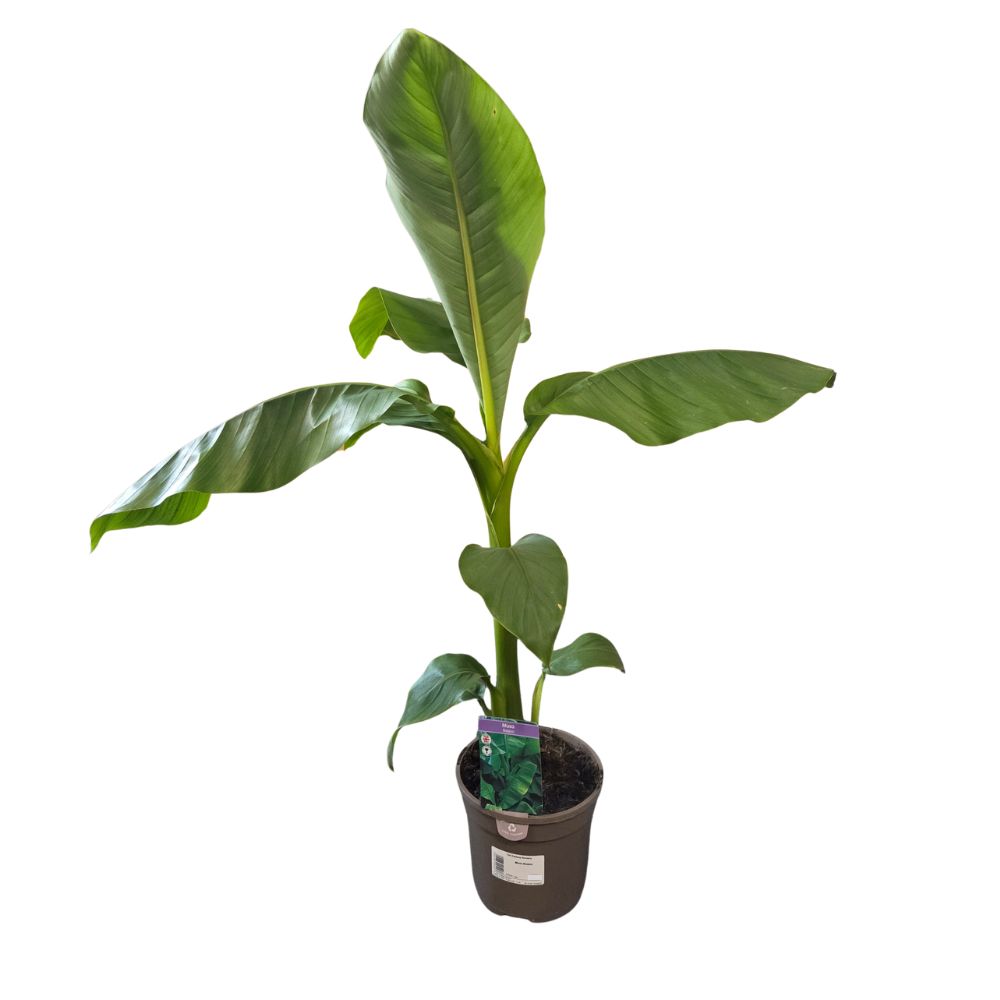 Musa Basjoo 'Japanese Banana Plant' - 3Ltr Pot