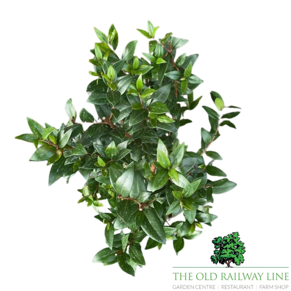 Myrtus Communis Plant - 3Ltr Pot - Old Railway Line Garden Centre