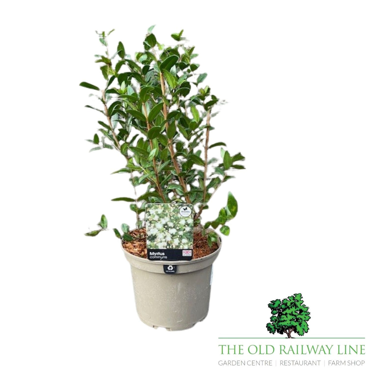 Myrtus Communis Plant - 3Ltr Pot - Old Railway Line Garden Centre