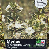Mytus 'Glanleam Gold' - 3Ltr Pot - Old Railway Line Garden Centre