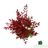 Nandina Domestica Plant - 5Ltr Pot
