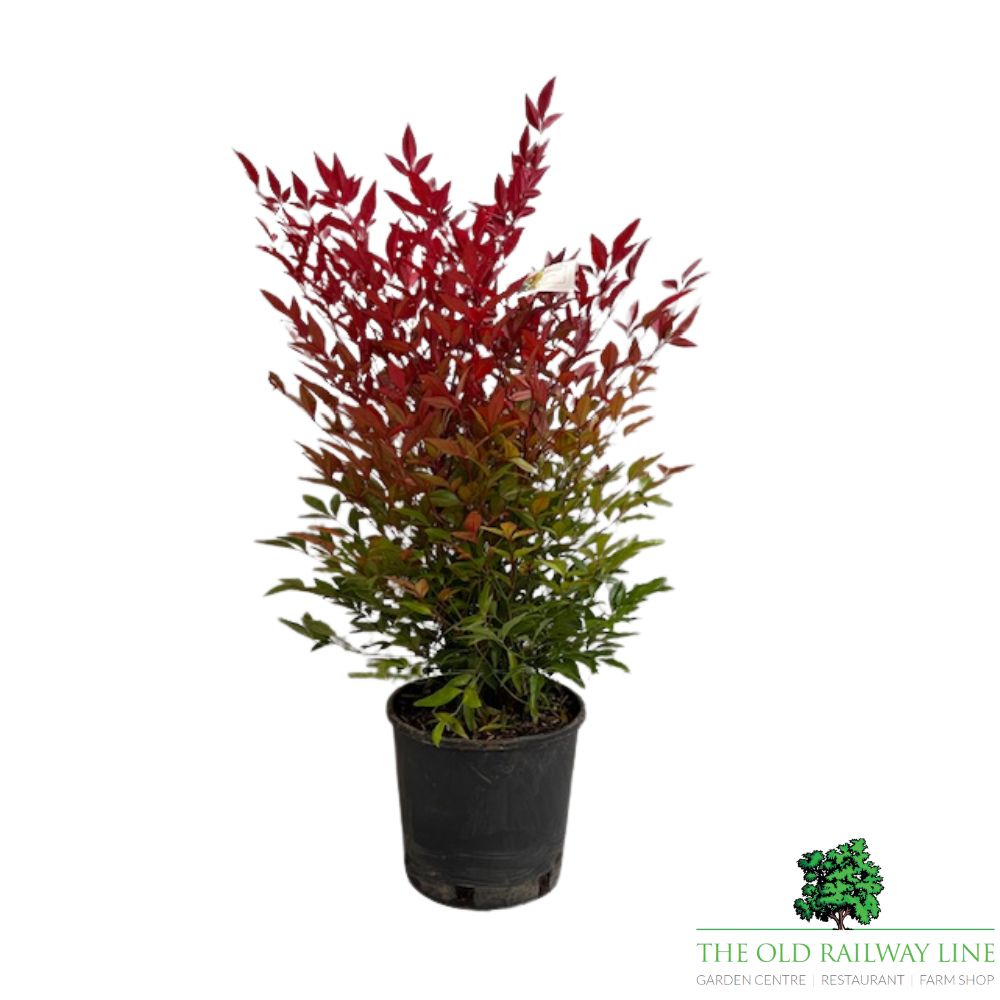 Nandina Domestica Plant - 5Ltr Pot