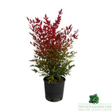Nandina Domestica Plant - 5Ltr Pot