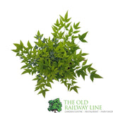 Nandina Domestica 'Magical Lemon-Lime' Plant - 3Ltr Pot