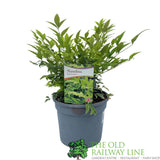 Nandina Domestica 'Magical Lemon-Lime' Plant - 3Ltr Pot