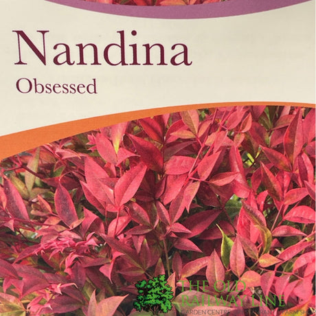 Nandina Domestica 'Obsessed' Plant - 3Ltr Pot