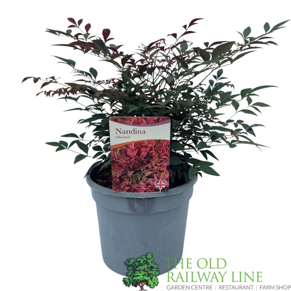 Nandina Domestica 'Obsessed' Plant - 3Ltr Pot
