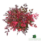 Nandina Gulf Steam Plant - 10Ltr Pot - Old Railway Line Garden Centre