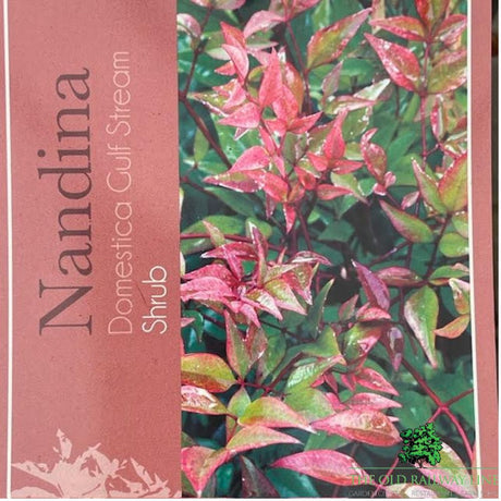 Nandina Gulf Steam Plant - 10Ltr Pot - Old Railway Line Garden Centre