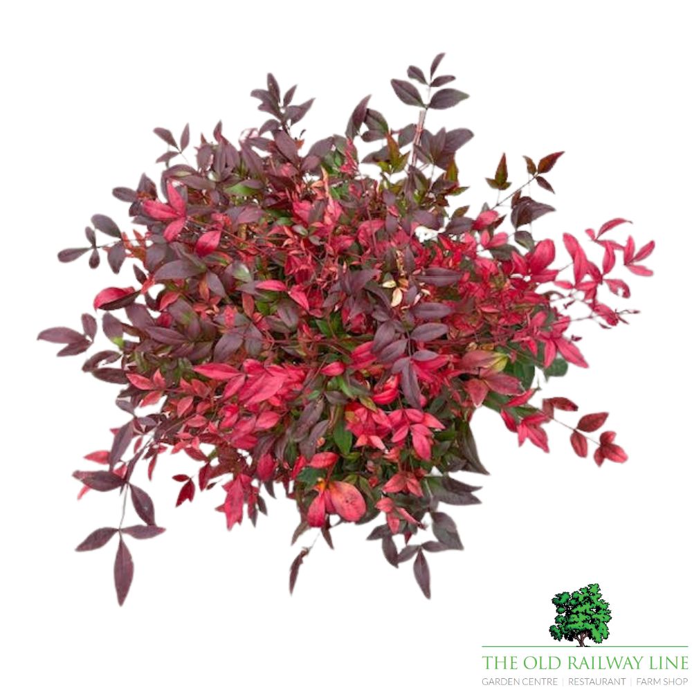 Nandina Gulf Steam Plant - 10Ltr Pot