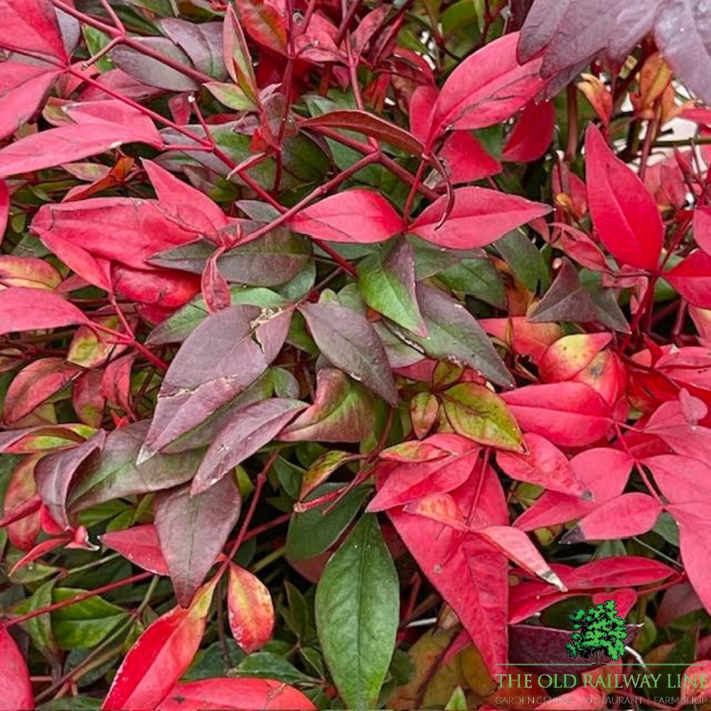 Nandina Gulf Steam Plant - 10Ltr Pot