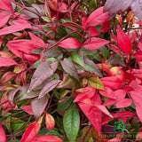 Nandina Gulf Steam Plant - 10Ltr Pot